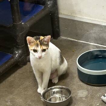 Pom Pom -  Domestic Short Hair Cat Available for Adoption in Zimmerman, Minnesota - Pom Pom | PetCurious