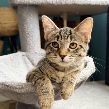 Catalina -  Tabby and Domestic Short Hair Cat for Adoption in Melbourne, Florida - Catalina | PetCurious