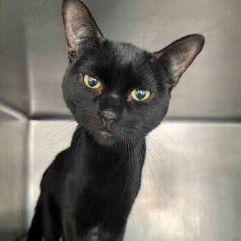 Willow -  Domestic Short Hair Cat for Adoption in Chicago, Illinois - Willow | PetCurious