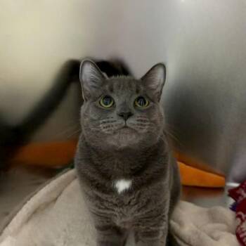 Greyhaven -  Domestic Short Hair Cat for Adoption in State College, Pennsylvania - Greyhaven | PetCurious