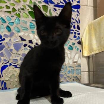 DALLAS -  Domestic Short Hair Cat for Adoption in Pensacola, Florida - DALLAS | PetCurious