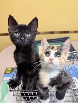Preeti & Quincy -  American Shorthair Cat for Adoption in Philadelphia, Pennsylvania - Preeti & Quincy | PetCurious