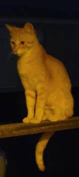 Rescue Domestic Short Hair Cats for Adoption in Kinsey, Alabama - Pumpkin | PetCurious