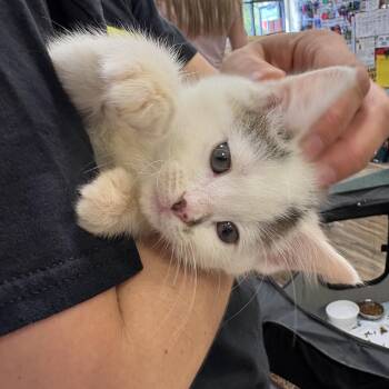 Domestic Short Hair Cats Available for Adoption - Skeeter | PetCurious
