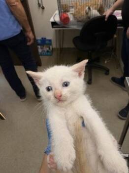 Siamese and Domestic Short Hair Cats Available for Adoption in Palm Coast, Florida - Church | PetCurious