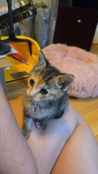 Frack -  Tabby and Calico Cat for Adoption in Chicago, Illinois - Frack | PetCurious