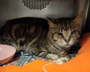 Rescue Domestic Short Hair Cats for Adoption in Eugene, Oregon - Coolant | PetCurious