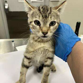 Jalapeno -  Domestic Short Hair Cat for Adoption in Las Cruces, New Mexico - Jalapeno | PetCurious