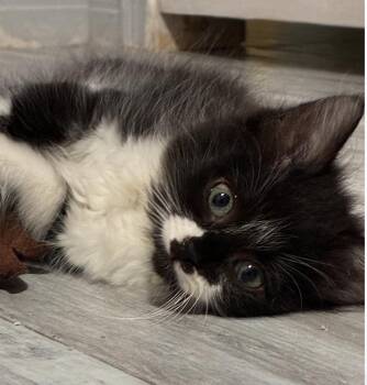 Evie and Jay -  Domestic Medium Hair and Maine Coon Cat for Adoption - Evie And Jay | PetCurious