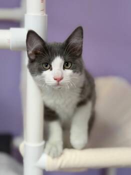 Sirius -  Domestic Short Hair Cat for Adoption in Peru, New York - Sirius | PetCurious
