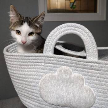 Subaru Forester -  Domestic Medium Hair Cat for Adoption in Chicago, Illinois - Subaru Forester | PetCurious