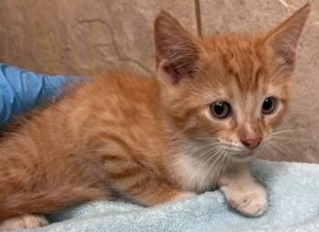 Cherry -  Domestic Short Hair Cat for Adoption in Honolulu, Hawaii - Cherry | PetCurious