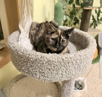 Rescue Tortoiseshell Cats for Adoption in Blaine, Minnesota - Smudges | PetCurious