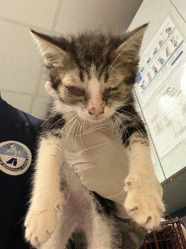 Domestic Short Hair Cats Available for Adoption in Jacksonville, Florida - JAQ | PetCurious