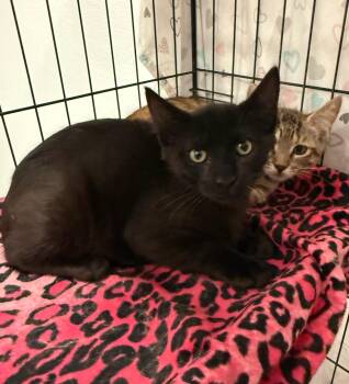 Cole -  Domestic Short Hair Cat for Adoption in Temecula, California - Cole | PetCurious