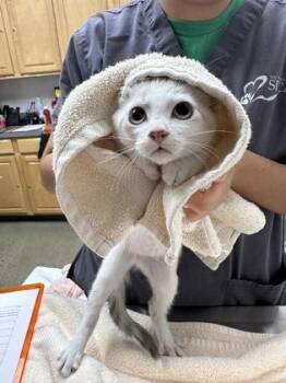 Solterra -  Domestic Short Hair Cat for Adoption in Sacramento, California - Solterra | PetCurious