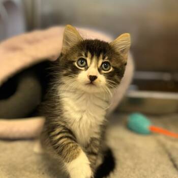 Rescue Domestic Medium Hair Cats for Adoption in Houston, Texas - Baby Bird | PetCurious
