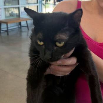 Betsy -  Domestic Short Hair Cat Available for Adoption in Kingman, Arizona - Betsy | PetCurious