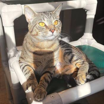 Domestic Short Hair Cats Available for Adoption - Gregory Honey-Toes | PetCurious