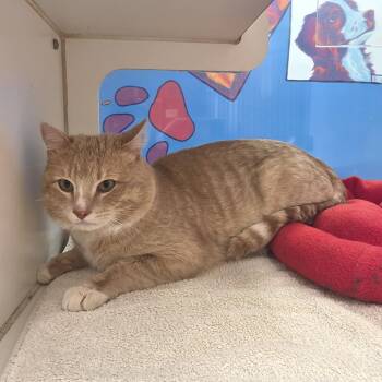 Domestic Short Hair Cats Available for Adoption in Cheyenne, Wyoming - Little Davey | PetCurious