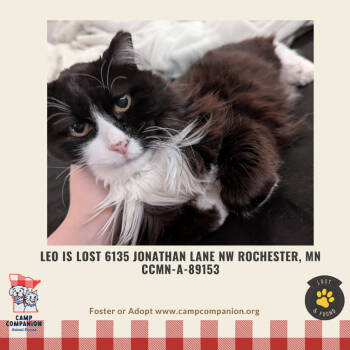 Rescue Domestic Long Hair Cats for Adoption in Rochester, Minnesota - LOST - Leo Is Lost Jonathan Lane NW Rochester MN | PetCurious
