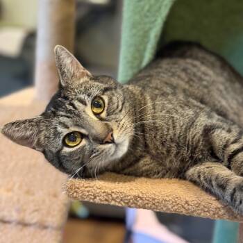 Rescue Domestic Short Hair Cats for Adoption in Abingdon, Maryland - BCAS Oliver | PetCurious
