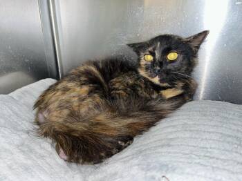 Rescue Domestic Medium Hair Cats for Adoption in Martinsville, Virginia - Chilli | PetCurious