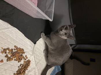 Russian Blue Cats Available for Adoption - Mia (ao) | PetCurious