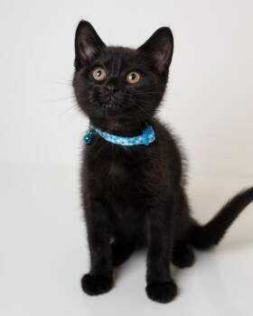 Domestic Short Hair Cats Available for Adoption in Boone, Iowa - Bear | PetCurious