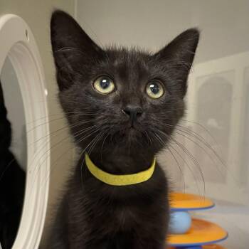 Marshall (Yellow Collar) -  Domestic Short Hair Cat for Adoption in Sunnyvale, California - Marshall (Yellow Collar) | PetCurious
