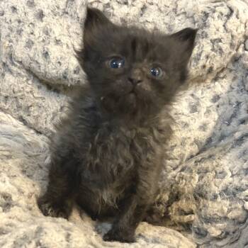 Rescue Domestic Short Hair Cats for Adoption in Decorah, Iowa - Elowen | PetCurious