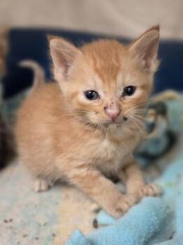 Rise -  Domestic Short Hair Cat for Adoption in Westland, Michigan - Rise | PetCurious