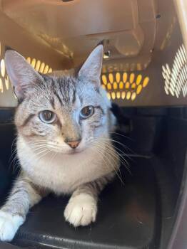 Toad -  Siamese Cat for Adoption in Bolivar, Missouri - Toad | PetCurious