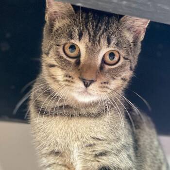 Masala -  Domestic Short Hair Cat for Adoption in Port Washington, New York - Masala | PetCurious