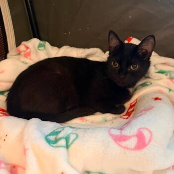 Domestic Short Hair Cats Available for Adoption in Charlotte, North Carolina - Violet (Bridgertons) | PetCurious