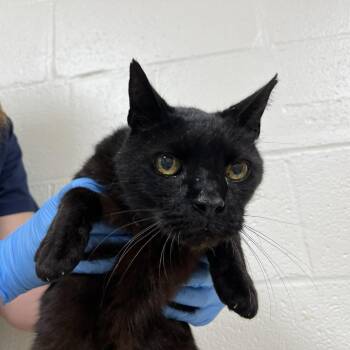 "Coal" -  Domestic Short Hair Cat for Adoption in Lyndhurst, Virginia - "Coal" | PetCurious