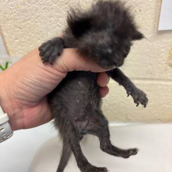 Dodger -  Domestic Short Hair Cat for Adoption in Memphis, Tennessee - Dodger | PetCurious