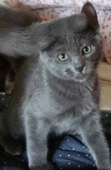 Sage -  Domestic Short Hair Cat for Adoption in Phoenix, Arizona - Sage | PetCurious