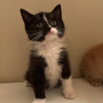Rebekah Mikaelson -  Domestic Short Hair Cat for Adoption in West Des Moines, Iowa - Rebekah Mikaelson | PetCurious