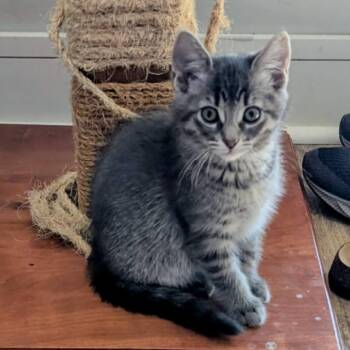 Domestic Short Hair Cats Available for Adoption in West Olive, Michigan - Judy | PetCurious