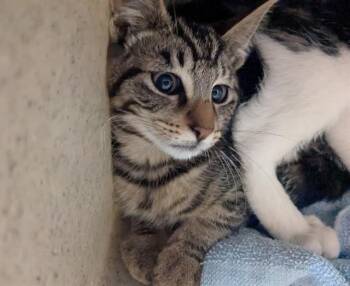 HORUS -  Domestic Short Hair Cat for Adoption in Kent, Washington - HORUS | PetCurious
