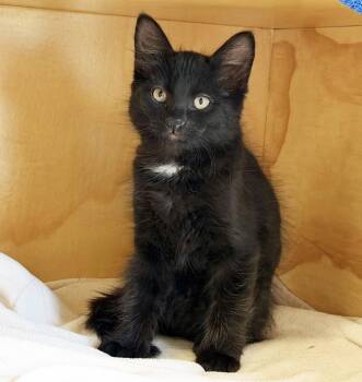 BARON - MY ADOPTION FEE IS HALF PRICE IN JUNE -  Domestic Medium Hair Cat for Adoption in San Clemente, California - BARON - MY ADOPTION FEE IS HALF PRICE IN JUNE | PetCurious