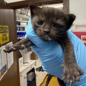 Domestic Short Hair Cats Available for Adoption in Wahiawa, Hawaii - Bear Cub | PetCurious