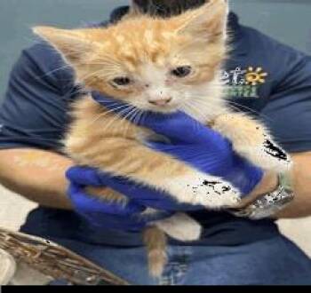 Alvin -  Domestic Short Hair Cat for Adoption in Ruskin, Florida - Alvin | PetCurious