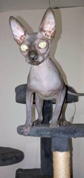 Sphynx Hairless Cat Cats Available for Adoption - Kie