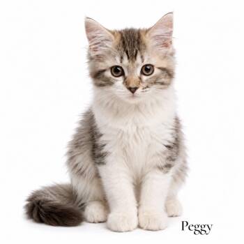 Peggy -  Domestic Medium Hair Cat for Adoption in Stevensville, Michigan - Peggy | PetCurious