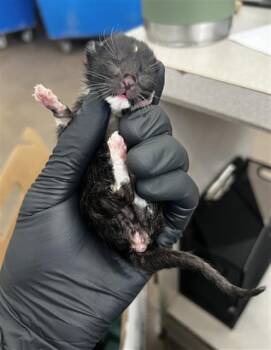 NESSA -  Domestic Medium Hair Cat for Adoption in Dallas, Texas - NESSA | PetCurious