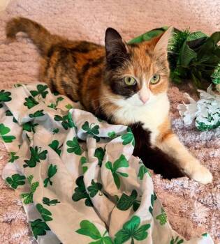Calico and Domestic Medium Hair Cats Available for Adoption - Baby Girl | PetCurious