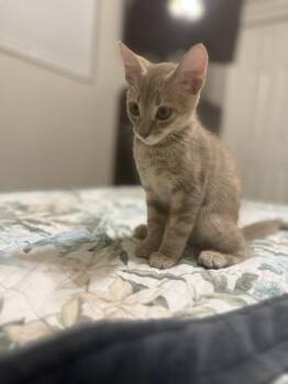 Biscuits & Coco BONDED -  Domestic Short Hair and Bombay Cat for Adoption in Boca Raton, Florida - Biscuits & Coco BONDED | PetCurious