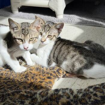 Bert and Ernie -  Domestic Short Hair Cat for Adoption in Salem, New Hampshire - Bert And Ernie | PetCurious